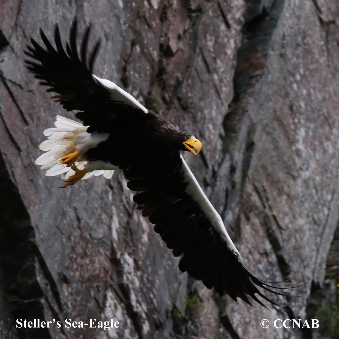 Steller's Sea Eagle