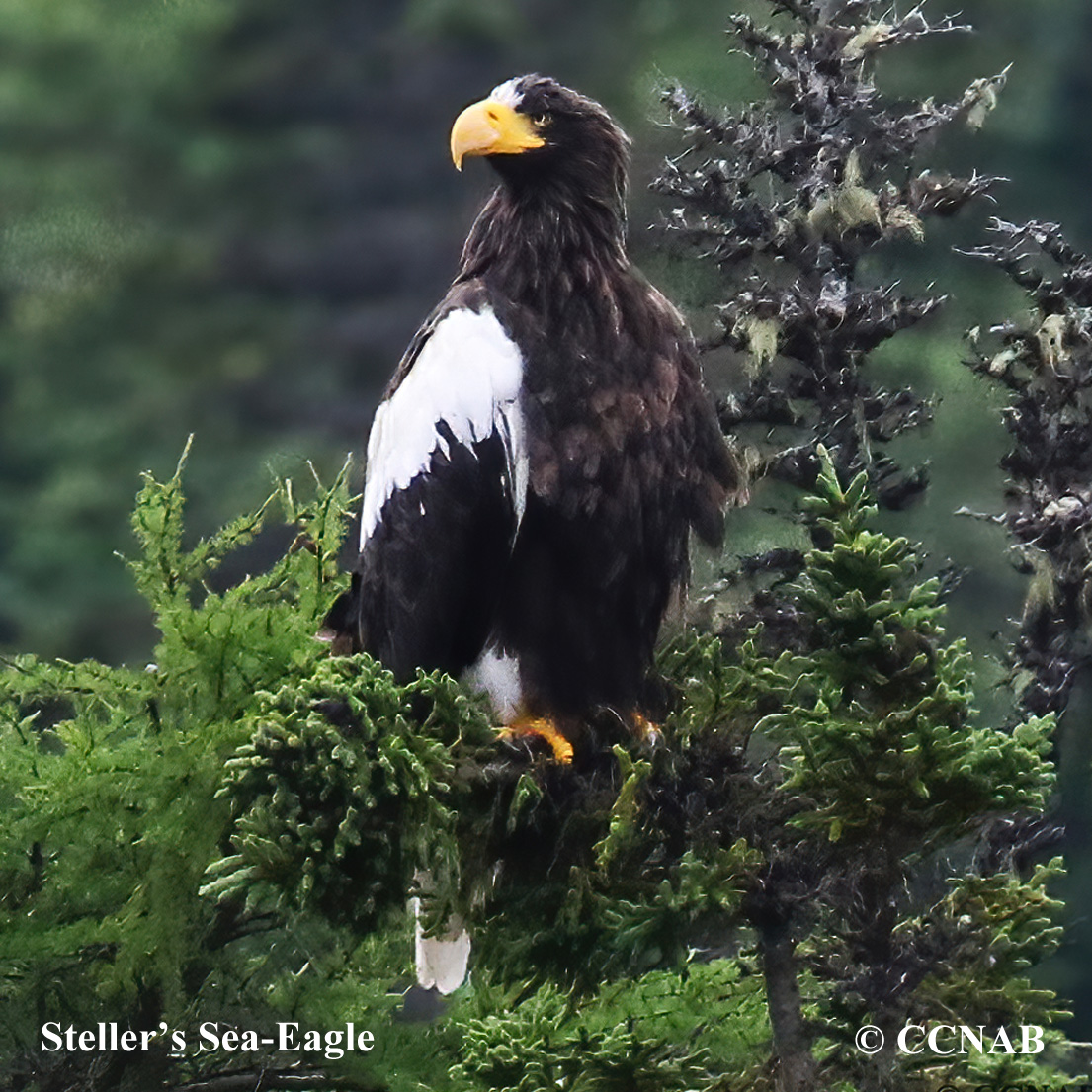 Steller's Sea Eagle