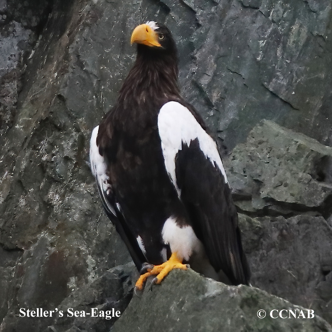 Steller's Sea Eagle