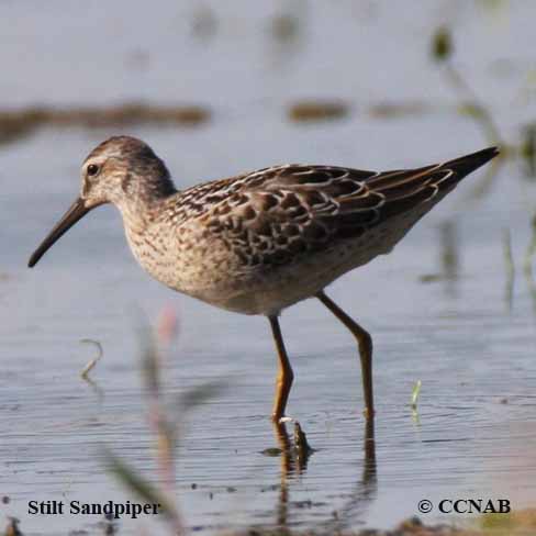 Stilt Sandpiper