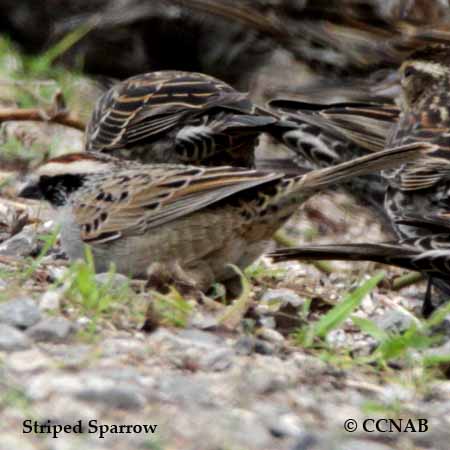 Striped Sparrow