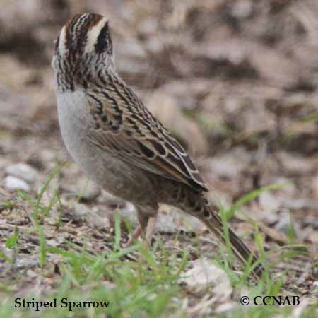 Striped Sparrow