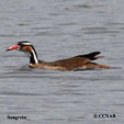 Sungrebe