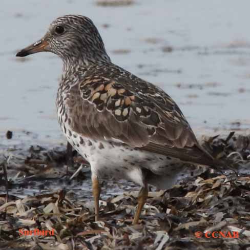 Surfbird