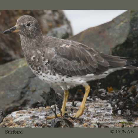 Surfbird