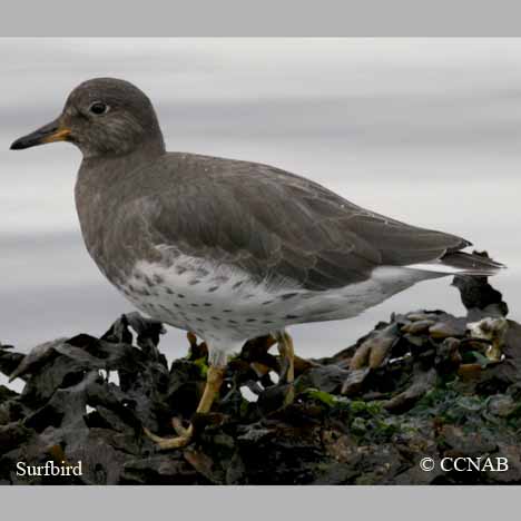 Surfbird