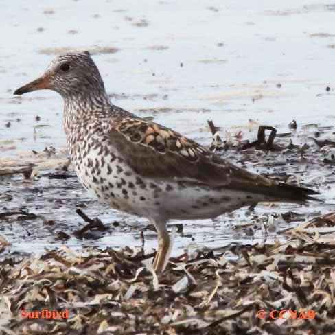 Birds of North America