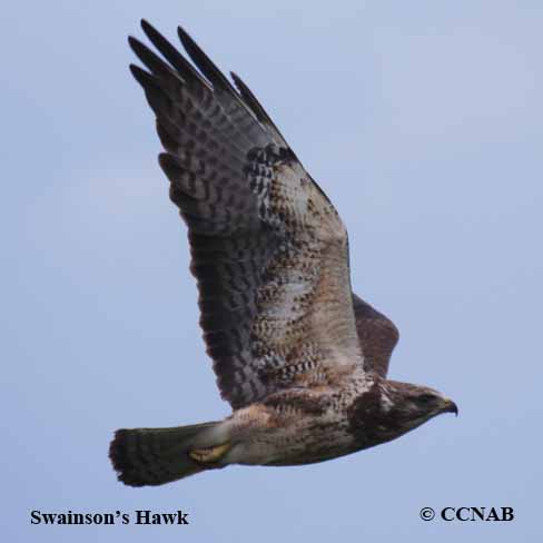 Swainson's Hawk