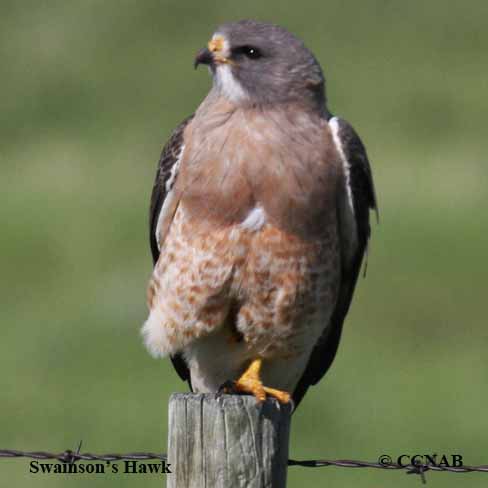 Swainson's Hawk