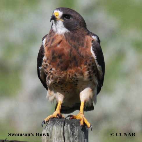 Swainson's Hawk