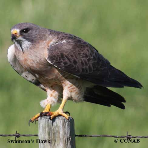 Swainson's Hawk