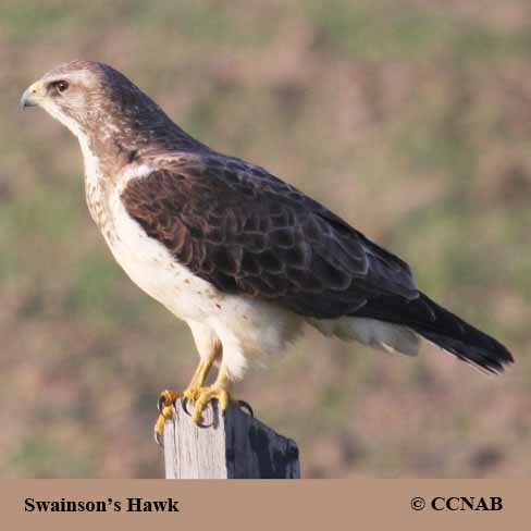 Swainson's Hawk