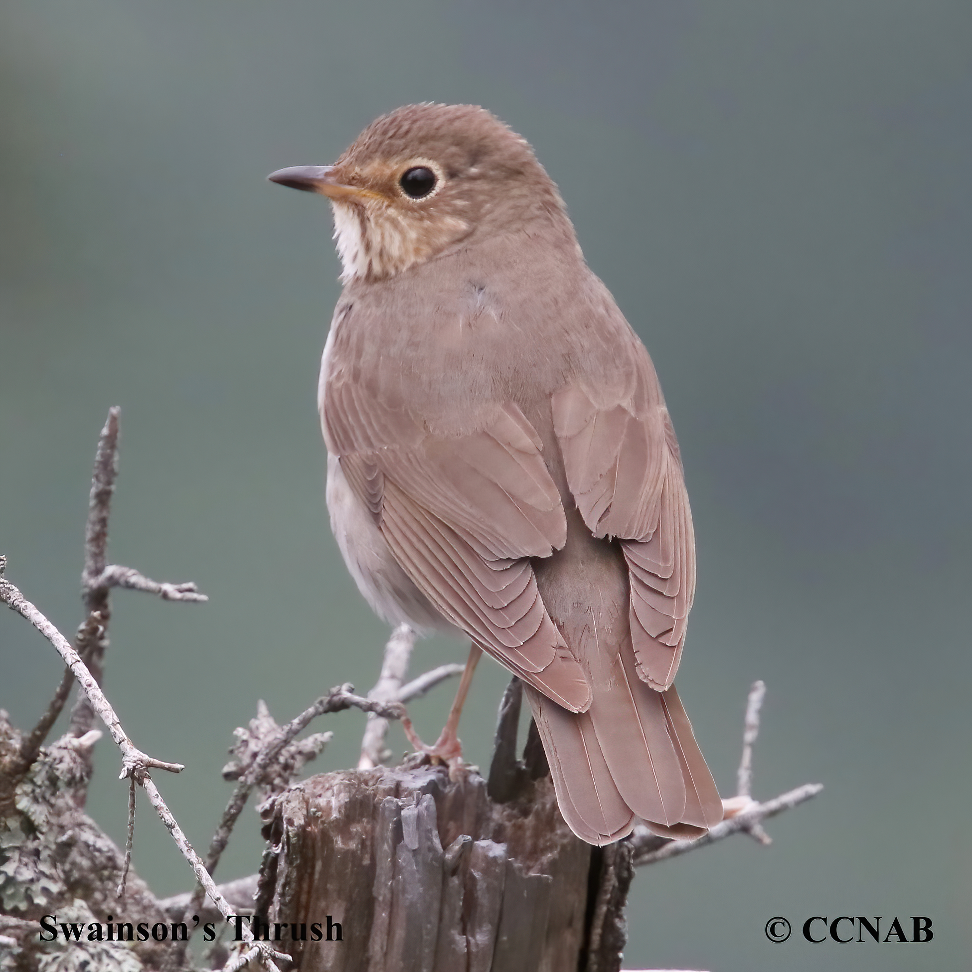 Swainson's Thrush