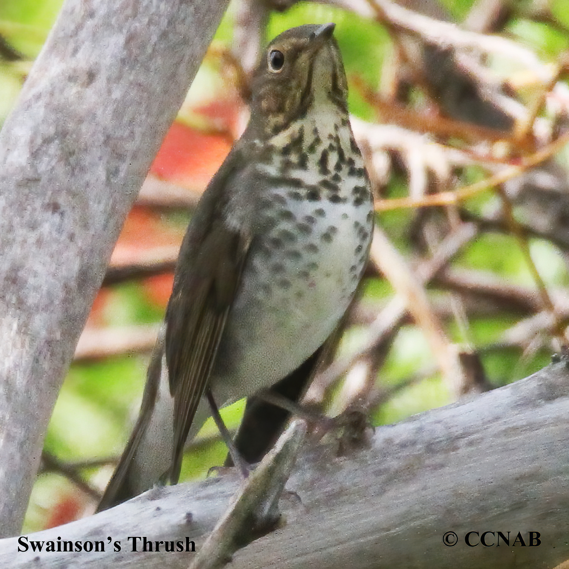 Swainson's Thrush