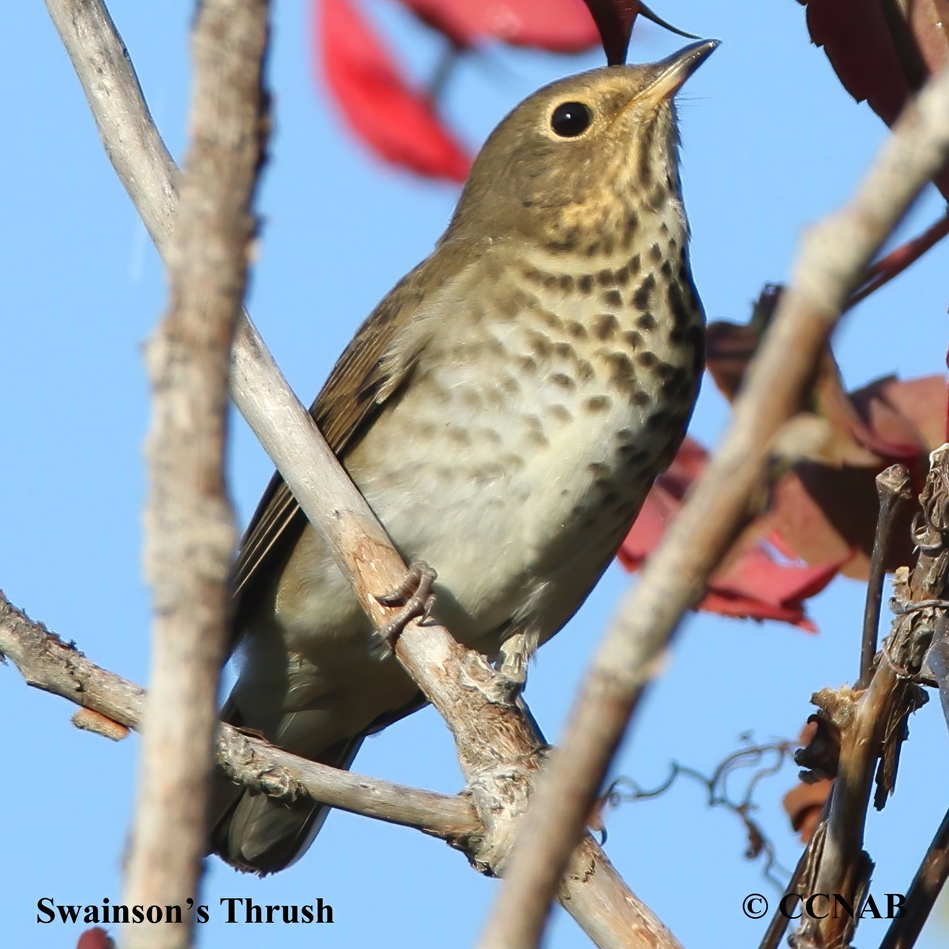 Swainson's Thrush