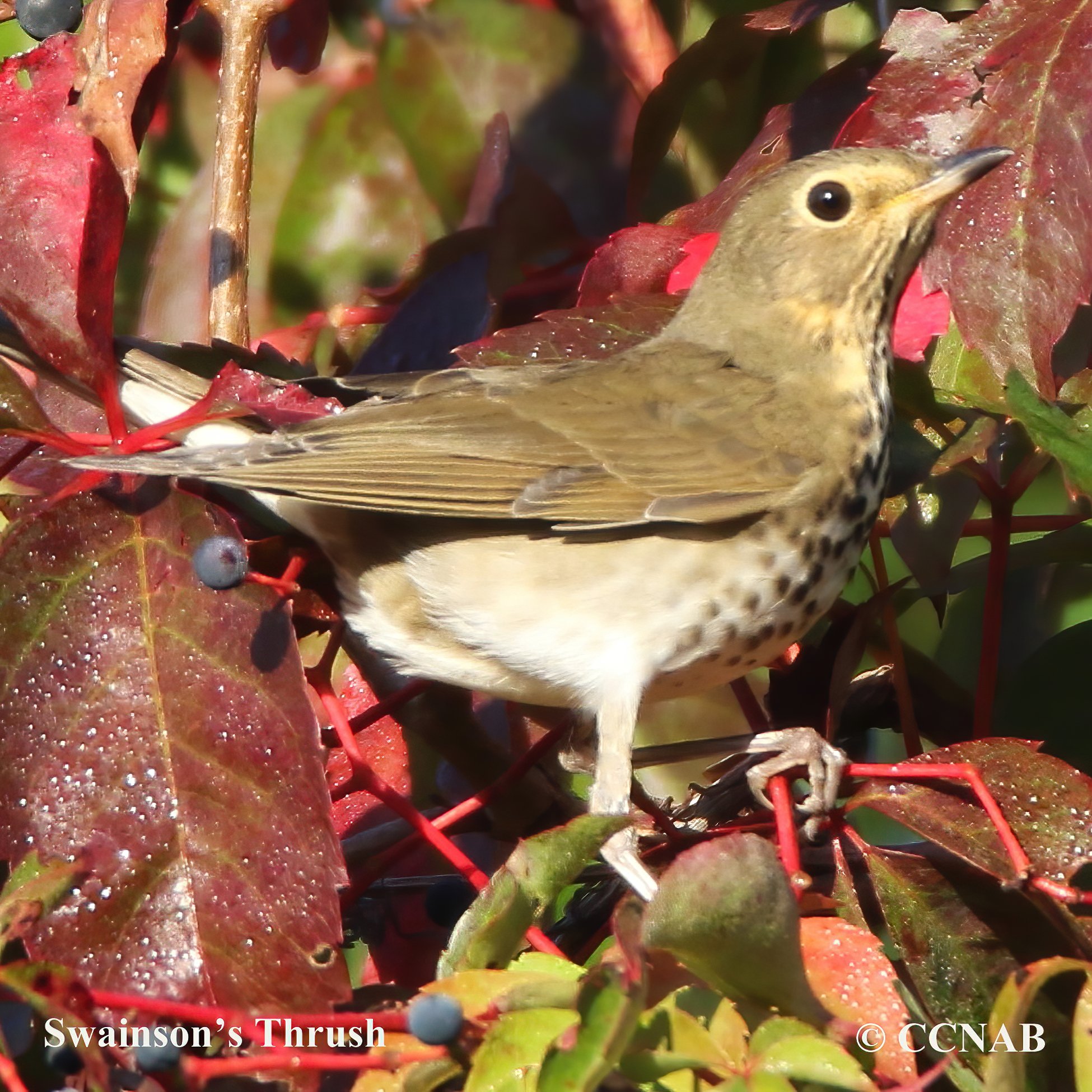 Swainson's Thrush