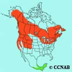 Swainson's Thrush range map