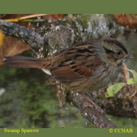 Swamp Sparrow