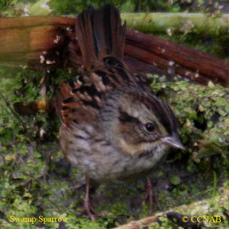 Swamp Sparrow