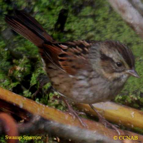 Swamp Sparrow