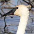 Swan Types