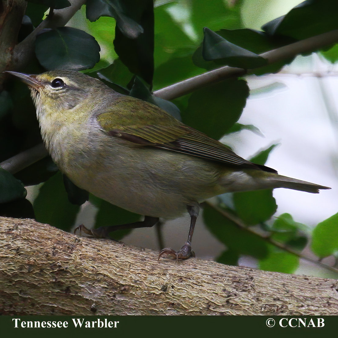 Tennessee Warbler