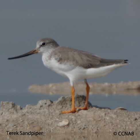 Birds of North America