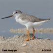 Terek Sandpiper