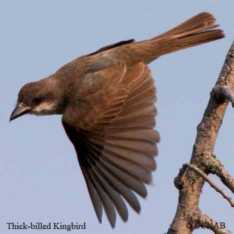 Thick-billed Kingbird