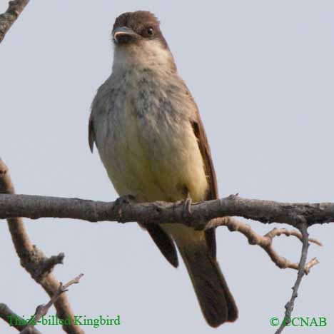 Thick-billed Kingbird