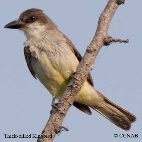 Thick-billed Kingbird