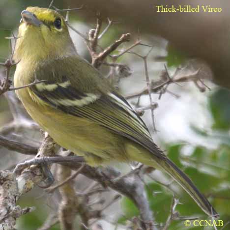 Thick-billed Vireo