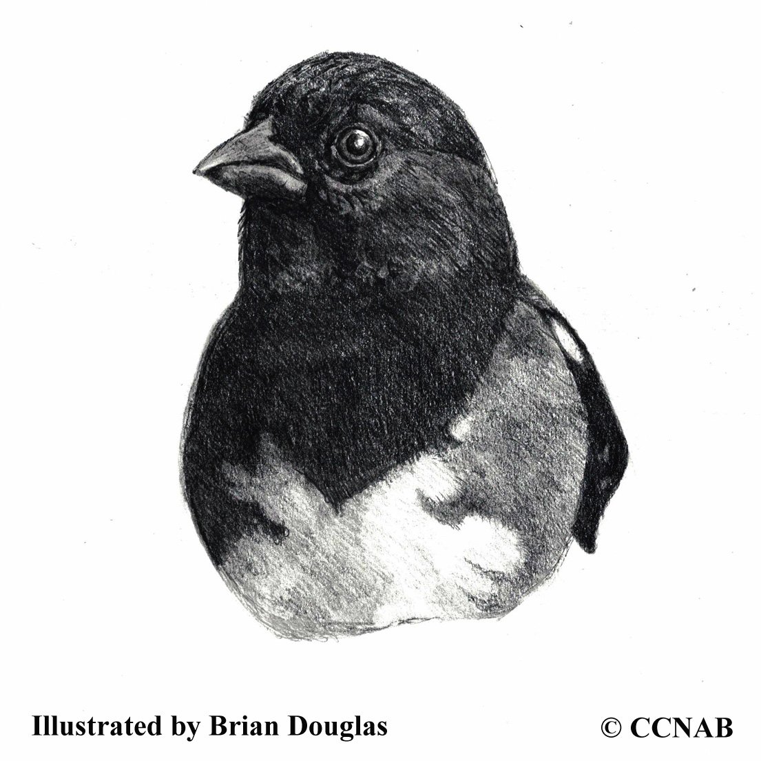 towhees