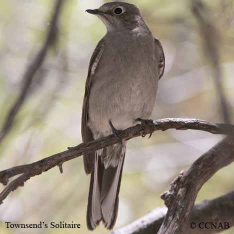 Birds of North America