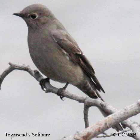 Birds of North America