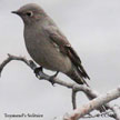 Townsend's Solitaire