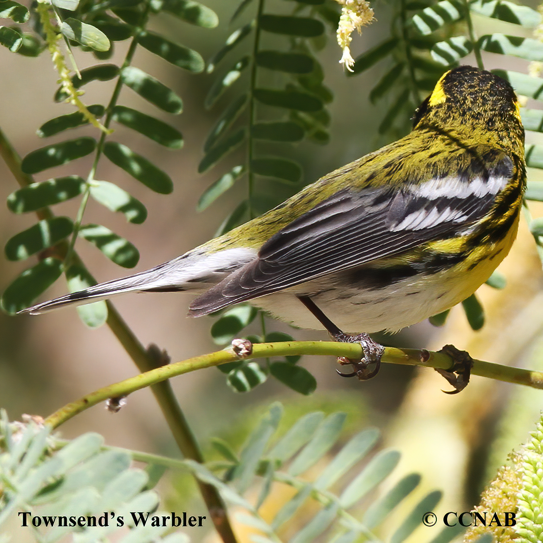 Townsend's Warbler