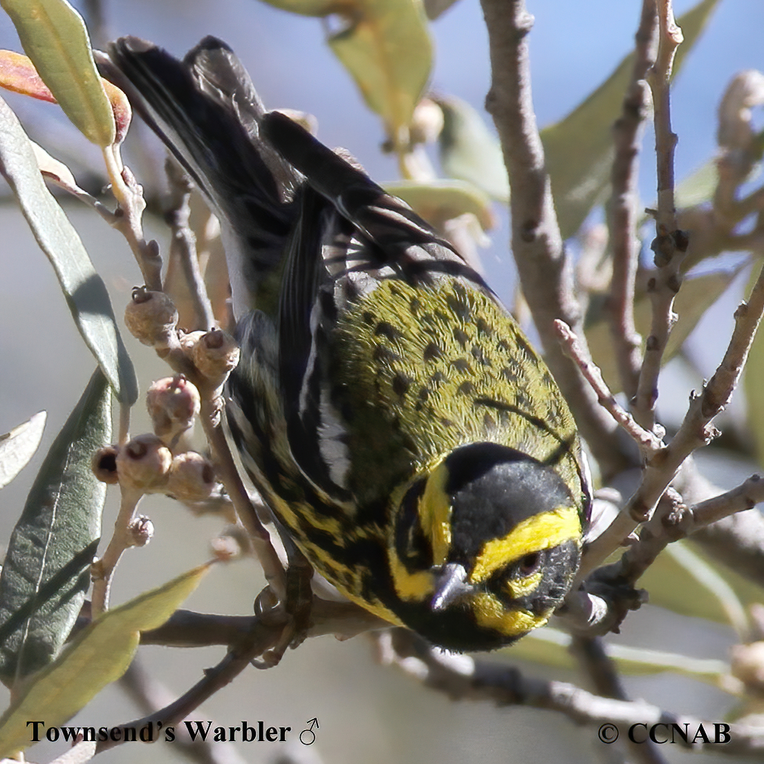 Townsend's Warbler