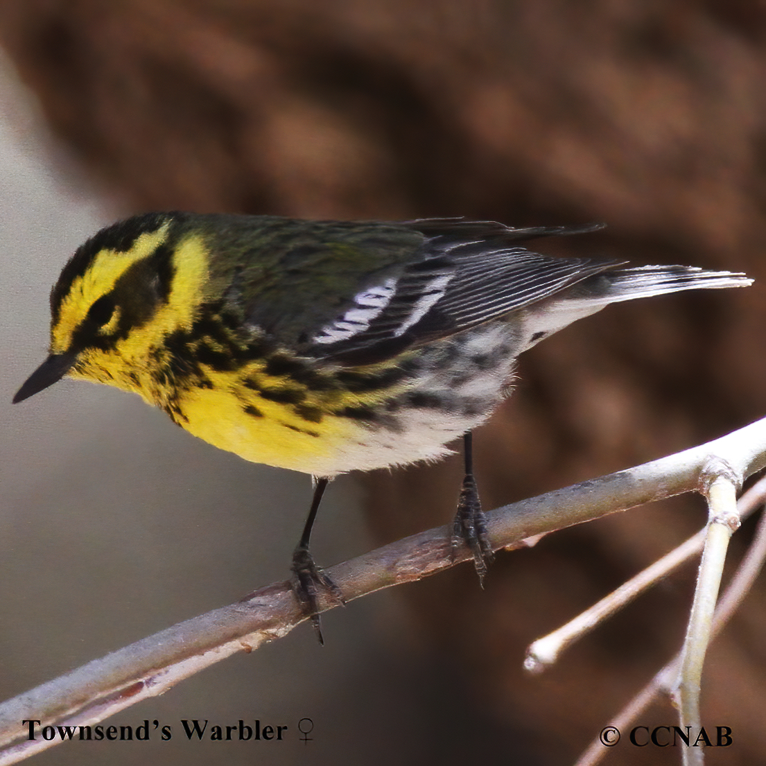 Townsend's Warbler