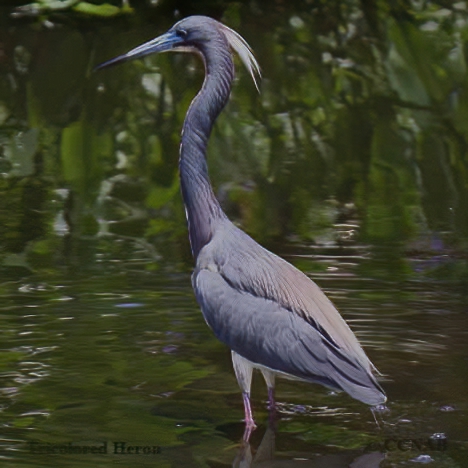 Birds of North America