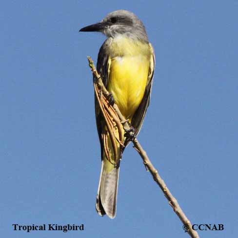 North American Kingbirds