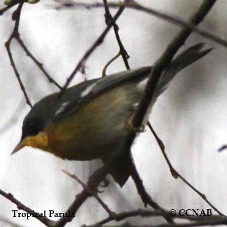 Birds of North America