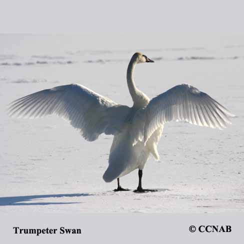 Trumpeter Swan