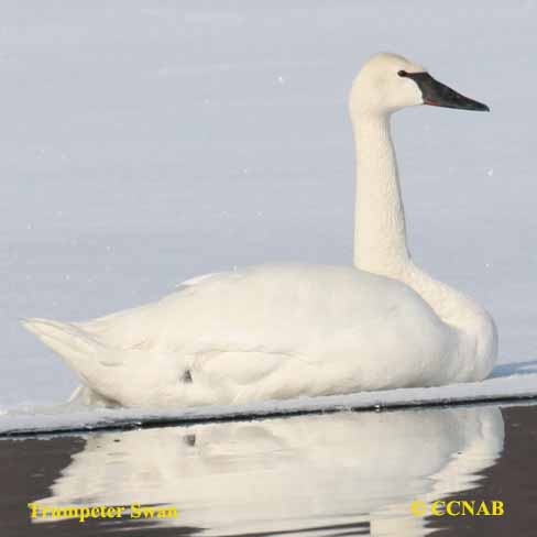 Trumpeter Swan