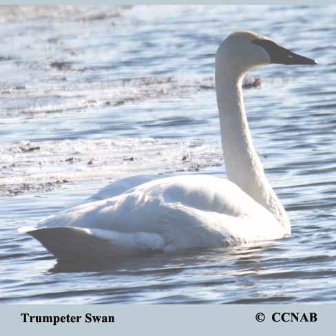 Trumpeter Swan