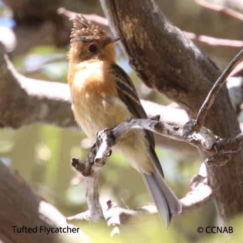 Birds of North America