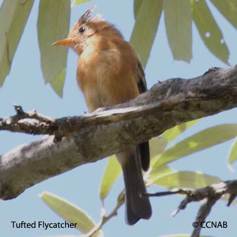 Tufted Flycatcher