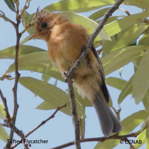 Tufted Flycatcher