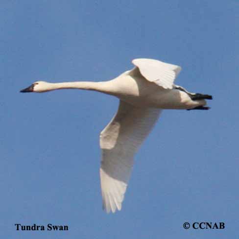 Birds of North America