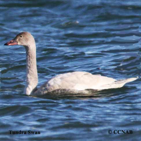 Tundra Swan